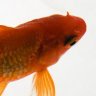HappyKoi