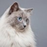 tyche