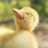 restlessduck