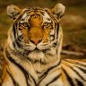 Tigerfloat