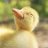 restlessduck