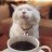 CatsAndCoffee